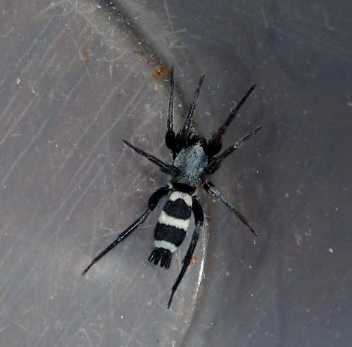 Herpyllinae
